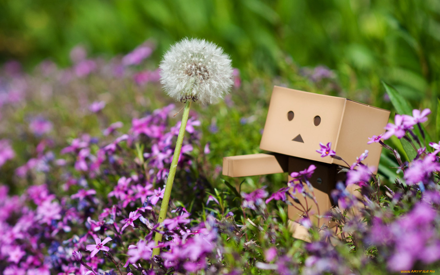 , , danboard